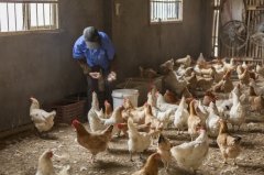 拉白痢、喜臥、腿瘸等大腸桿菌現(xiàn)象層出不窮？