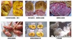 雞腺胃炎跟腸道混感?。夹g(shù)指導(dǎo)）