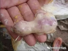 肉雞最頭疼的還是腺肌胃炎，到底該怎么解決？
